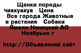 Щенки породы чиахуахуа › Цена ­ 12 000 - Все города Животные и растения » Собаки   . Ямало-Ненецкий АО,Ноябрьск г.